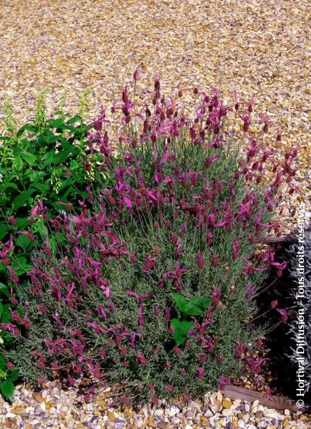 © Hortival Diffusion - Tous droits réservés