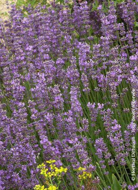 © Hortival Diffusion - Tous droits réservés