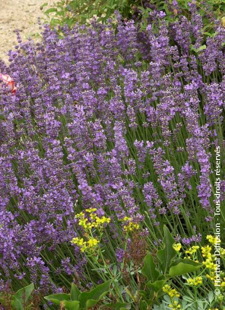 © Hortival Diffusion - Tous droits réservés