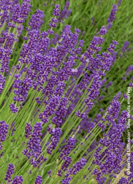 © Hortival Diffusion - Tous droits réservés