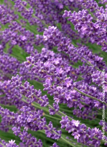 © Hortival Diffusion - Tous droits réservés