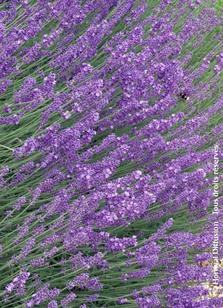 © Hortival Diffusion - Tous droits réservés