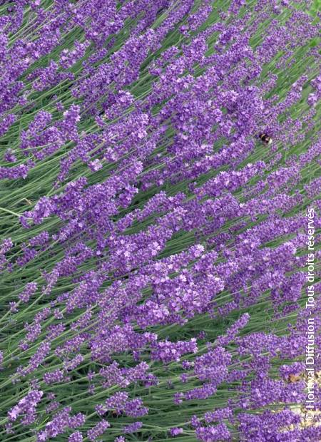 © Hortival Diffusion - Tous droits réservés