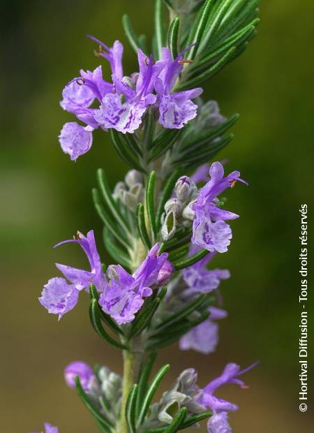 © Hortival Diffusion - Tous droits réservés