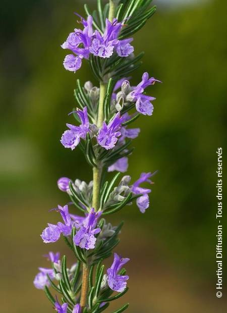 © Hortival Diffusion - Tous droits réservés