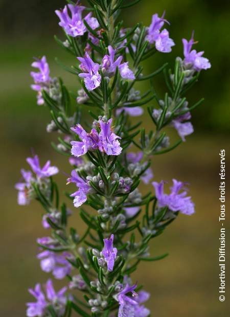 © Hortival Diffusion - Tous droits réservés