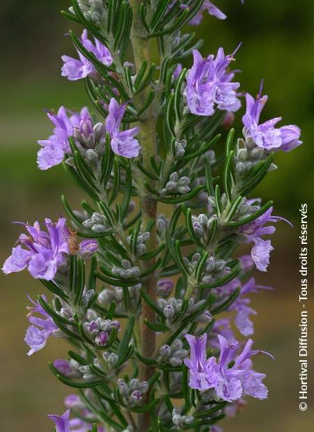 © Hortival Diffusion - Tous droits réservés