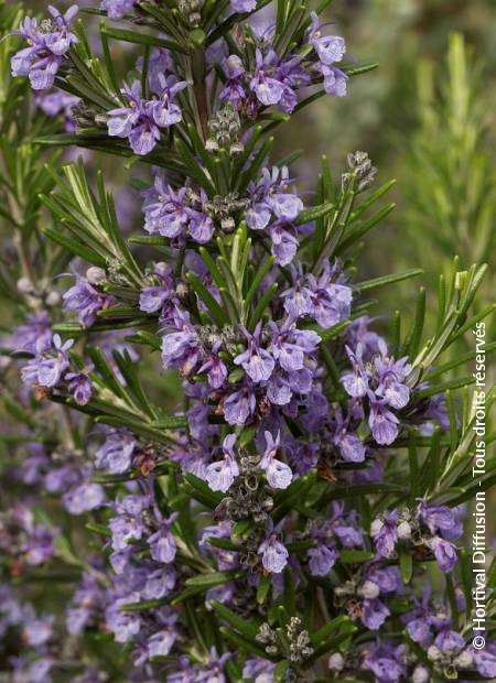 © Hortival Diffusion - Tous droits réservés