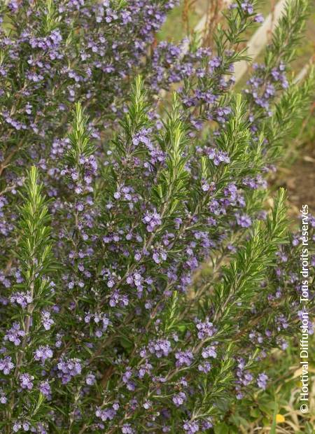 © Hortival Diffusion - Tous droits réservés