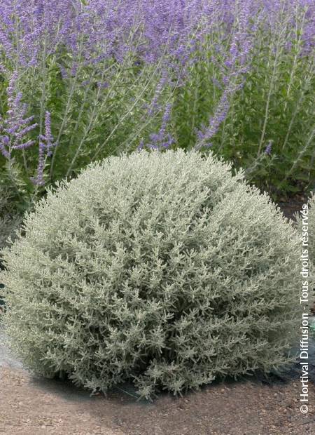 © Hortival Diffusion - Tous droits réservés