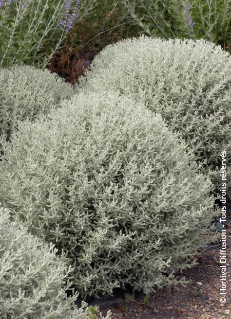 © Hortival Diffusion - Tous droits réservés