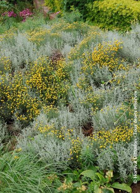 © Hortival Diffusion - Tous droits réservés