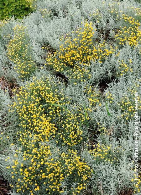 © Hortival Diffusion - Tous droits réservés