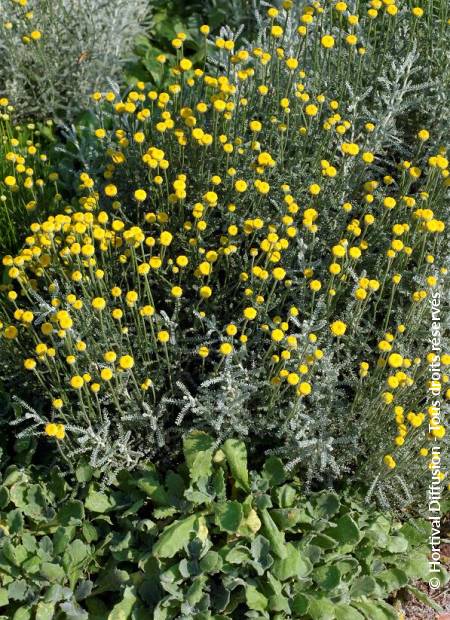 © Hortival Diffusion - Tous droits réservés