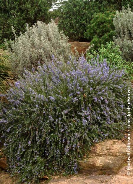 © Hortival Diffusion - Tous droits réservés