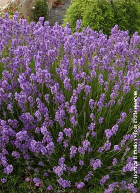 © Hortival Diffusion - Tous droits réservés