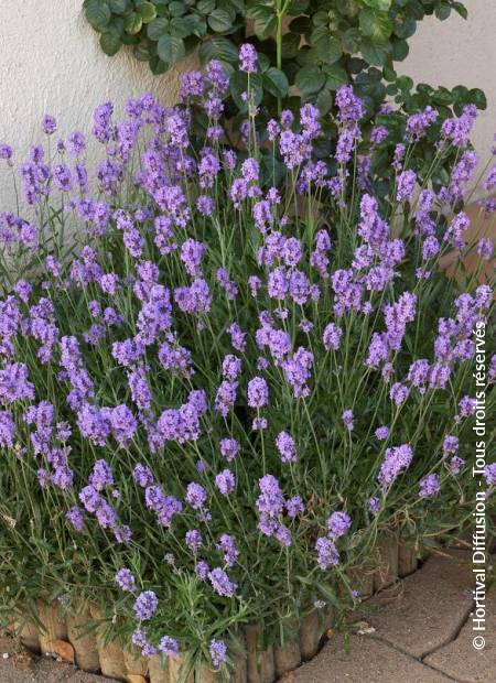 © Hortival Diffusion - Tous droits réservés