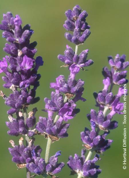 © Hortival Diffusion - Tous droits réservés