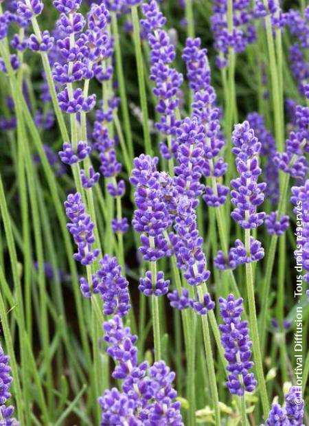 © Hortival Diffusion - Tous droits réservés