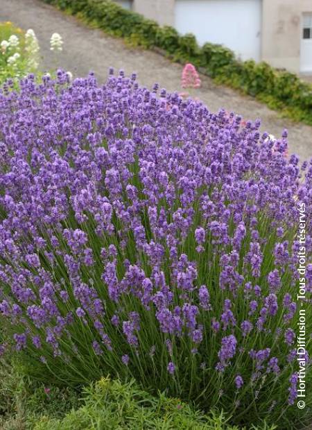 © Hortival Diffusion - Tous droits réservés