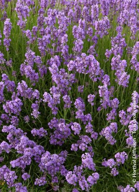 © Hortival Diffusion - Tous droits réservés