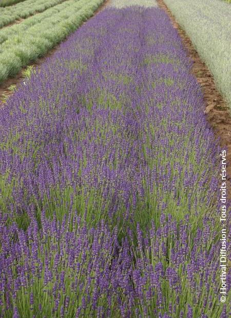 © Hortival Diffusion - Tous droits réservés