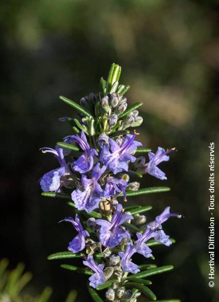 © Hortival Diffusion - Tous droits réservés