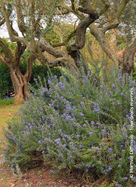 © Hortival Diffusion - Tous droits réservés