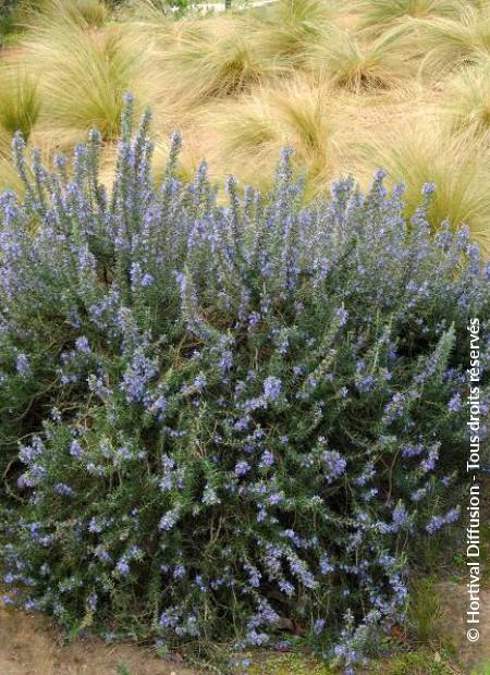 © Hortival Diffusion - Tous droits réservés