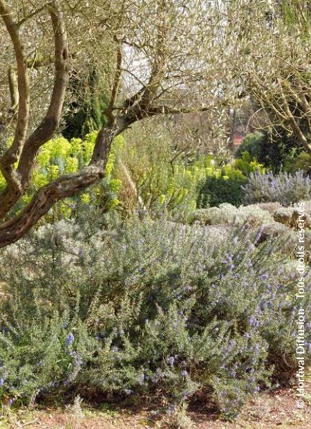 © Hortival Diffusion - Tous droits réservés