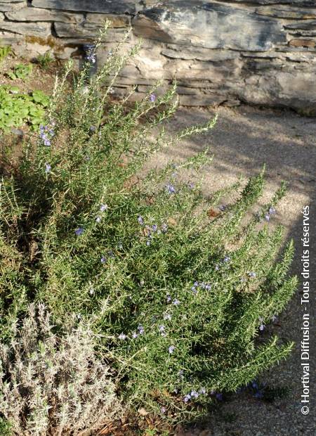 © Hortival Diffusion - Tous droits réservés