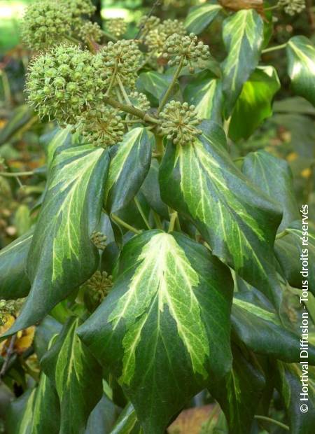 © Hortival Diffusion - Tous droits réservés