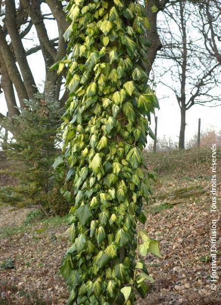 © Hortival Diffusion - Tous droits réservés