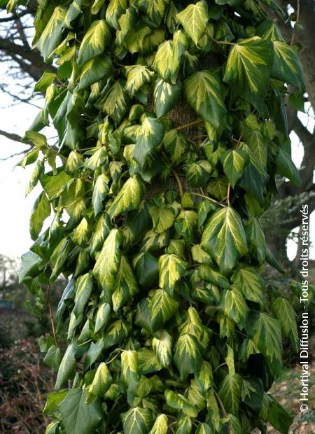 © Hortival Diffusion - Tous droits réservés