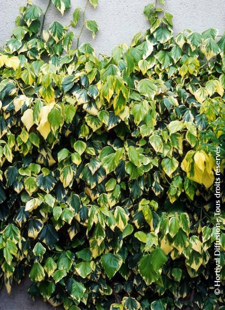 © Hortival Diffusion - Tous droits réservés