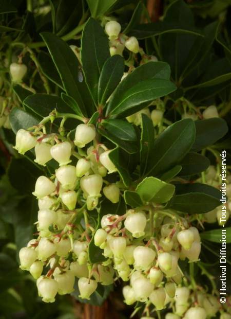 © Hortival Diffusion - Tous droits réservés