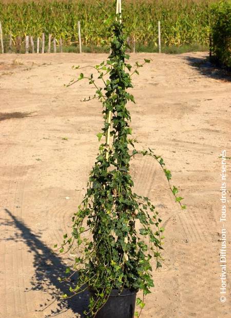 © Hortival Diffusion - Tous droits réservés