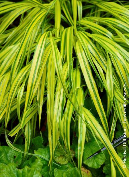 © Hortival Diffusion - Tous droits réservés