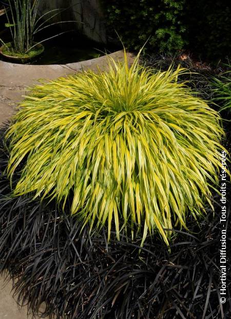 © Hortival Diffusion - Tous droits réservés