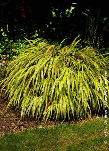 © Hortival Diffusion - Tous droits réservés