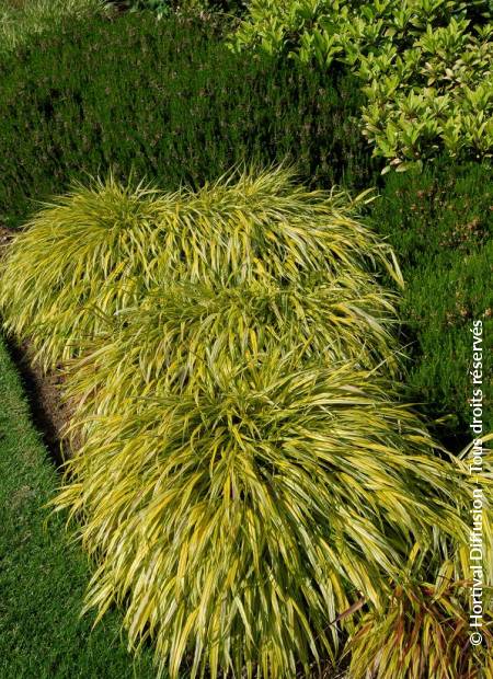 © Hortival Diffusion - Tous droits réservés