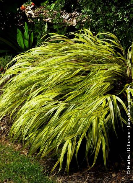 © Hortival Diffusion - Tous droits réservés