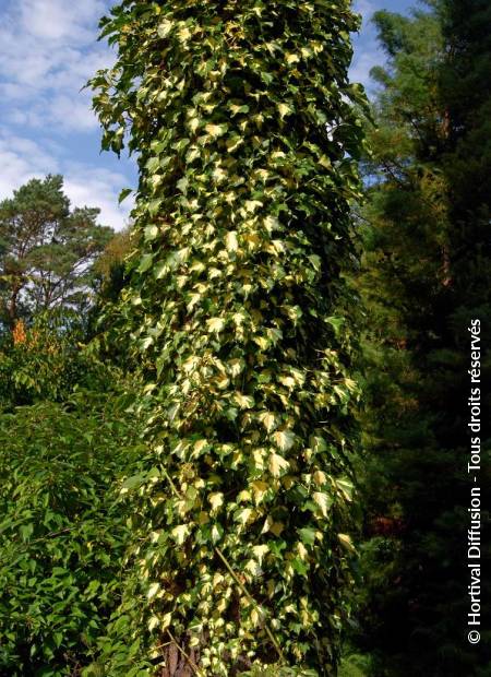 © Hortival Diffusion - Tous droits réservés