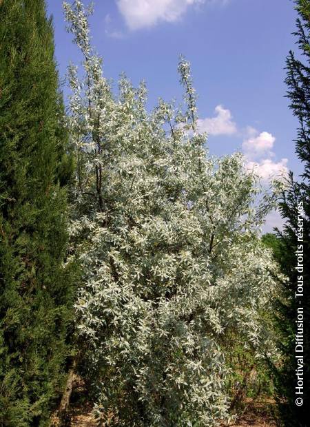 © Hortival Diffusion - Tous droits réservés