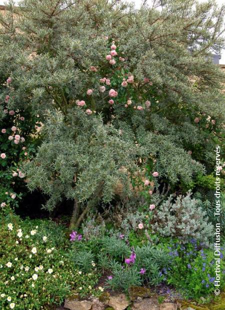 © Hortival Diffusion - Tous droits réservés