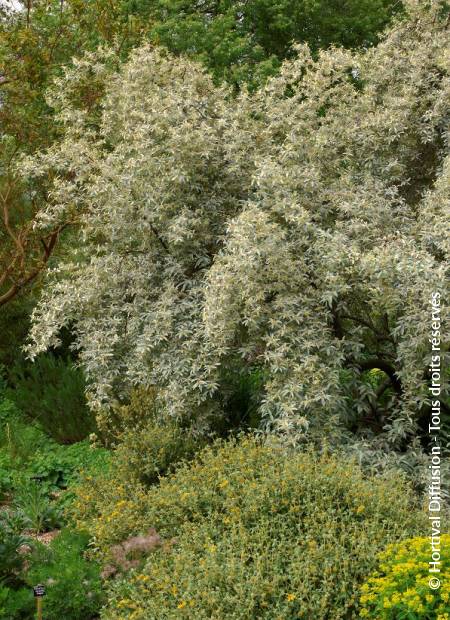 © Hortival Diffusion - Tous droits réservés