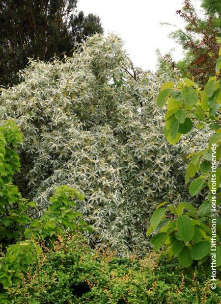 © Hortival Diffusion - Tous droits réservés