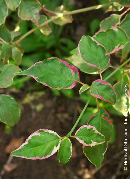 © Hortival Diffusion - Tous droits réservés