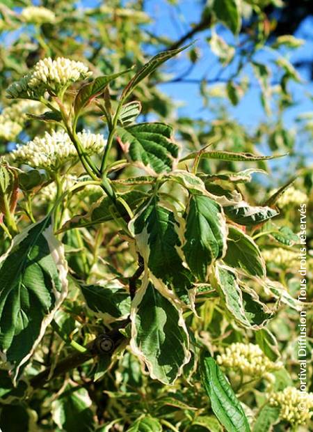 © Hortival Diffusion - Tous droits réservés