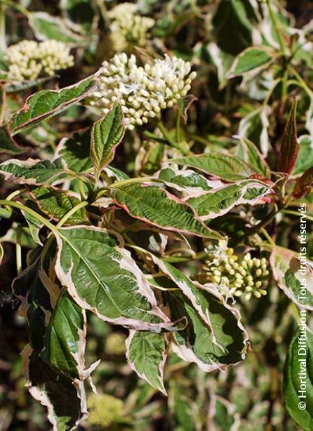 © Hortival Diffusion - Tous droits réservés
